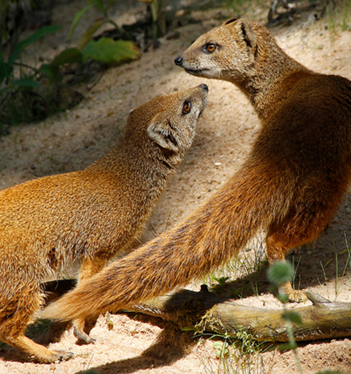 Fuchsmangusten